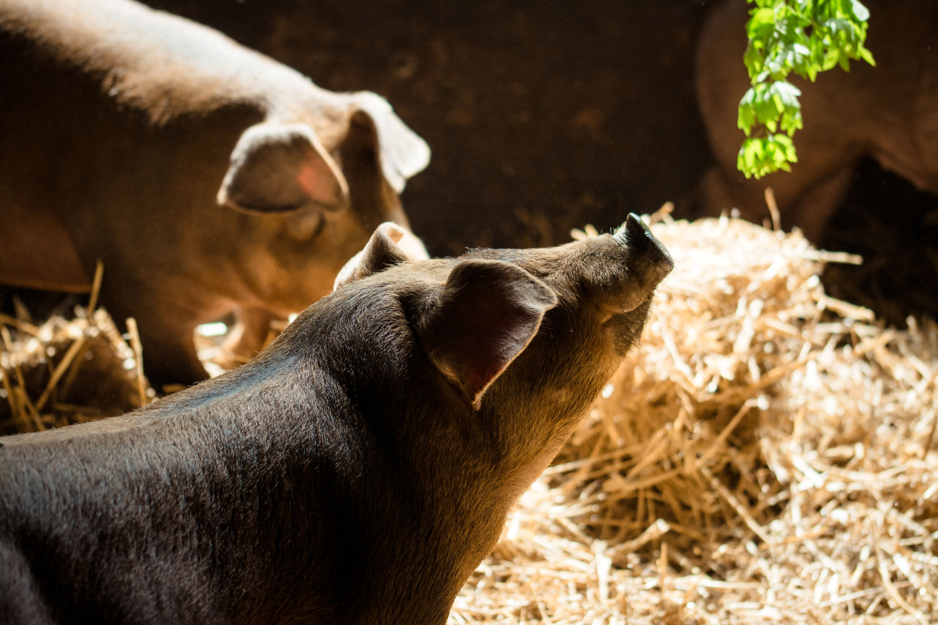 Duroc Schweine von Wennings Mühlenhof